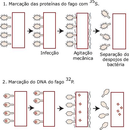 bacteriofago.JPG