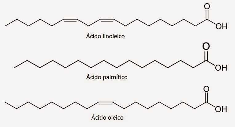 ácido linoleico palmírico oleico.jpg