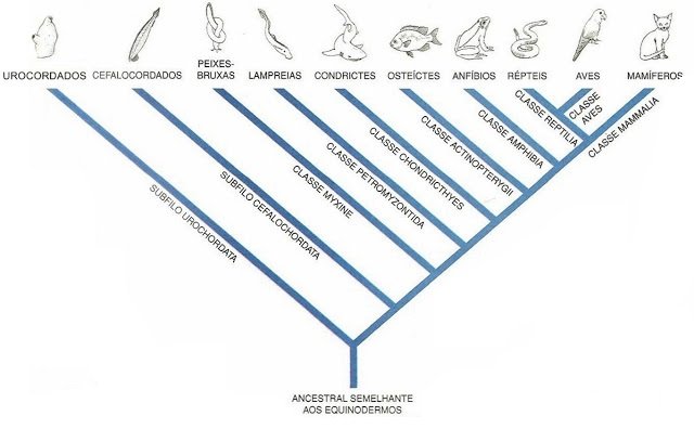 Árvore filogenética.jpg