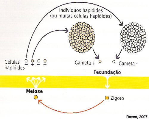 meiosezigotica1.jpg