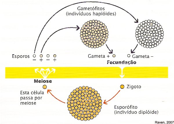 meioseesporica2.jpg