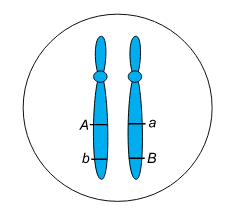 cromossomo.png