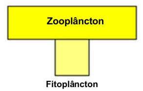 Fito e zooplâncton.png