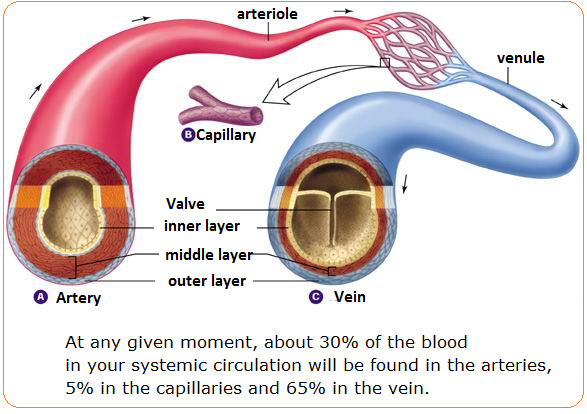 Arteries vs veins