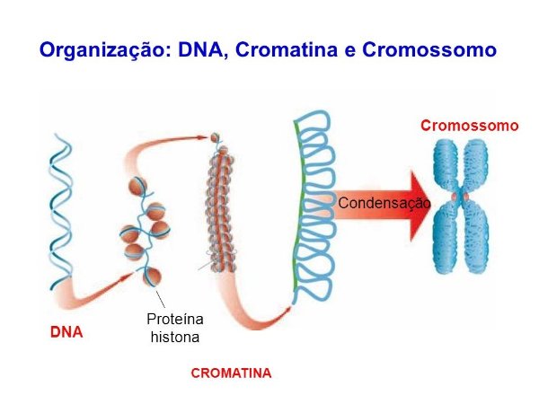 DNA, Cromatina e Cromossomo