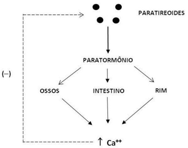 paratireoides.jpg