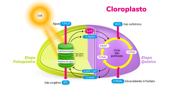 Cloroplasto-1024x576.png
